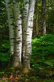 Four Birches_49550